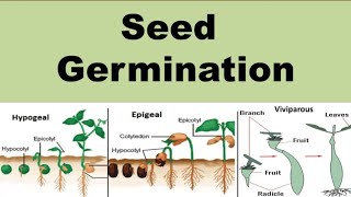 Seed Germination  Definition amp Types  Types of seed germination  NEET  In Hindi [upl. by Downey572]