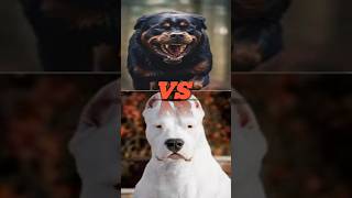 Rottweiler vs dogo argentina vs Tibetan mastiff vs jurman shepherd vs pitbull vs cane corso [upl. by Aerdnahc]