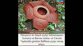 rafflesia [upl. by Eelaroc459]