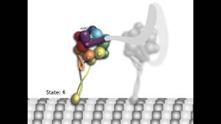 Mechanism and Regulation of Cytoplasmic Dynein Supplemental Video 1 [upl. by Naitsyrk]