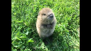 Meet Beatrice the adorable orphan baby beaver rescued in Kentucky [upl. by Enaira]