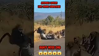 Cheetah Attack Baboon 2024 Mohammed Entertainment [upl. by Maxia]