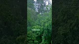 Rainforest Rain Sounds for Sleeping or Studying [upl. by Gilbye]