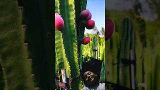 Beautiful cactus fruit garden shotrs cactus dragonfruit plants [upl. by Ellatsirhc162]