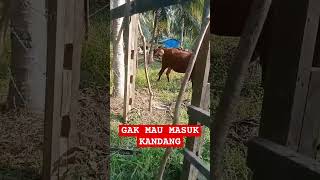 SAPI LEMBU GAK MAU MASUK KANDANG shorts sapi srontscahangon [upl. by Drhacir]