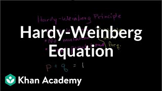 HardyWeinberg equation  Biomolecules  MCAT  Khan Academy [upl. by Attennaj]