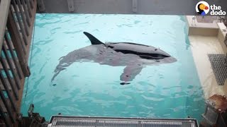 SeaWorld Orca Has Spent Almost 50 Years In A Tiny Tank [upl. by Eehc]