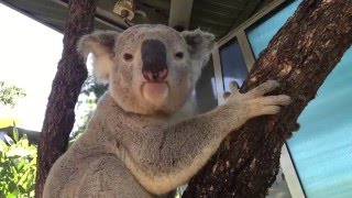 Koala mating call at Taronga [upl. by Blasien752]