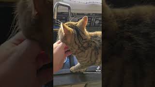 Horus et plumette 😻😻😻ytshorts cat [upl. by Ymassej]