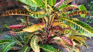 Growing a Croton plant by cutting n care after ward [upl. by Zorana]