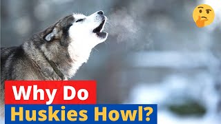 Why do Huskies howl 🤔 SECRET EXPOSED [upl. by Jilly]