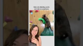 This rock climbing cat is a top athlete 🐈‍⬛ cat shorts [upl. by Coretta]