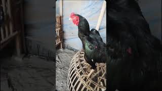 Si bulbi kakiayam ayamalas shortvideo aseelmurga ayamkatehias rooster ayam chicken ayamayam [upl. by Sanjiv]