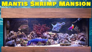 Mantis Shrimp Mansion Bruces Epic Tank Upgrade 🏰🦐 [upl. by Wivinah871]