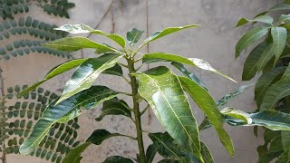 Dasheri mango tree leaf identification [upl. by Airdnola769]