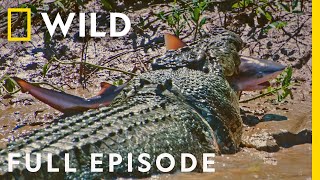 Crocs vs Sharks Worlds Deadliest Predators Full Episode  The Croc that Ate Jaws [upl. by Herstein]