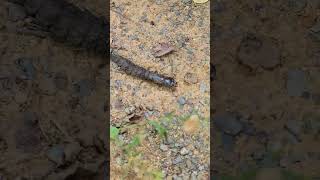 Hellgrammite  Dobsonfly  Corydalus cornutus [upl. by Neila]