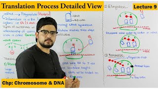 Translation  Protein Synthesis  Step wise  Lecture 9 [upl. by Omik659]