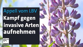 Invasive Pflanzenarten breiten sich aus Soll man sie ausrupfen  BR24 [upl. by Casanova478]