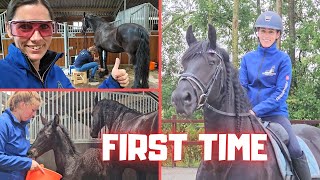 The first time again  Riding  Laser  Milk  Busy in the stable  Friesian Horses [upl. by Ultan988]