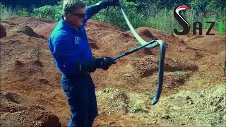 Monster Black Necked Spitting Cobra Naja nigricollis [upl. by Sallyanne]