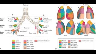 Introduction to Postural Drainage [upl. by Quintilla]