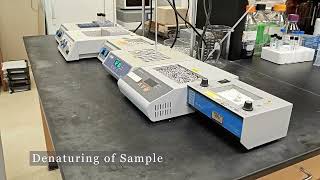 Glycan Analysis Procedure Demo [upl. by Menzies]