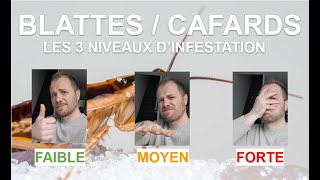 Comment savoir si on a beaucoup de cafards  Les 3 niveaux dinfestations [upl. by Nyladgam855]