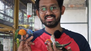 1000 രൂപ മുതൽ ഇണക്കാൻ പറ്റുന്ന തത്ത കുഞ്ഞുങ്ങൾ  Hand feeding parrot chicks [upl. by Krissie]