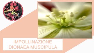 TUTORIAL  Impollinazione Dionaea muscipula [upl. by Amory74]