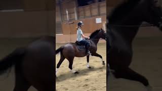 🤩🤩 horsey horse subscribe views viral pony [upl. by Dixil917]