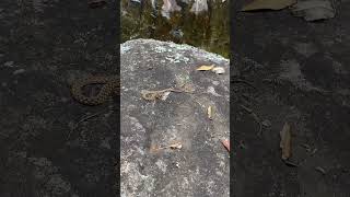 COBRA VENENOSA 😱🐍 livramento deusnocomando nature cachoeira [upl. by Fairman]