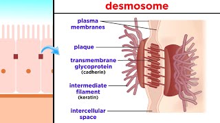 Types of Tissue Part 1 Epithelial Tissue [upl. by Golter]