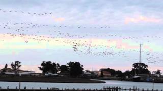 Cape Cormorants flying to roost along the Berg River Port Owen [upl. by Agon52]