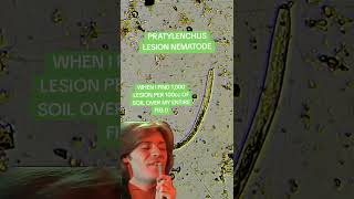 PRATYLENCHUS FOREVER nematodes science microscope biology [upl. by Broucek]