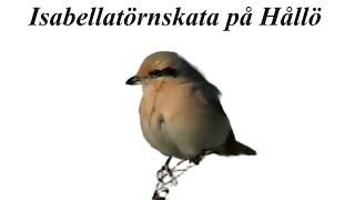 Rare Isabelline Shrike Spotted in Bohuslän Wildlife Filmmaking Nature [upl. by Ormiston]