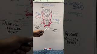 Thyroid gland anatomy EndocrinologyDr Ahsan [upl. by Ahteres21]