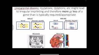 Epigenetics imprinting uniparental disomy and randomly Xlinked  trinucleotide repeat diseases [upl. by Bertila]