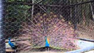 RITUAL DE ACASALAMENTO DO PAVÃO  RITUAL OF COUPLING OF THE PEACOCK [upl. by Rennie911]