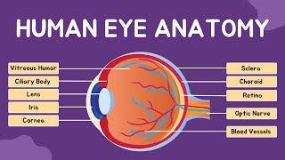 Human Eye Anatomy  Eye Structure and function  parts of the eye  eye parts and functions eyes [upl. by Arvo445]