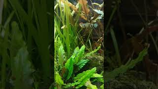 Epiplatys dageti vs Nothobranchius Guentheri Gold [upl. by Idleman389]