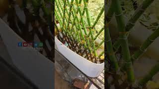 Ornamental Bamboo plants  PSN HIGHTECH NURSERY Perinthalmanna [upl. by Farman]