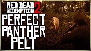 HOW TO GET A PERFECT PANTHER PELT  RED DEAD REDEMPTION 2 PRISTINE PANTHER HUNT [upl. by Elem332]