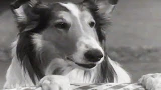 Lassie  Stablemates  Lassie English Full Episodes  Old Cartoon  Videos For Kids 🐕 [upl. by Occer]