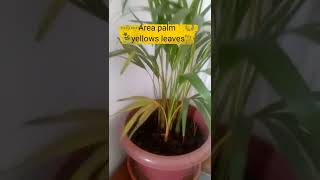 Areca palm leaf turning yellow and brown [upl. by Stetson]