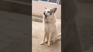 A fox likes a dog shortvideo shorts healing funny animals dog [upl. by Ylus]