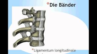 Aufbau der Wirbelsäule Columna Vertebralis Teil 2 [upl. by Ecyla620]