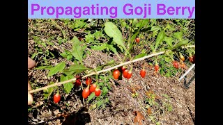 Propagating Goji Berry [upl. by Ahsad]