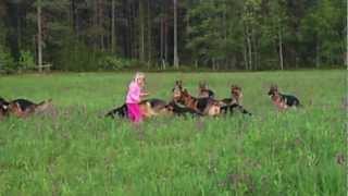 Litle girl 5 years playing with 14 german shepherds [upl. by Annwahsal]