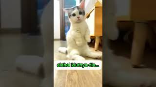 alahai kiutnya dia shorts videoshorts animalsfunnyvideo [upl. by Ennayhs921]